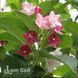 Вейгела японская Декора (Weigela decora) 20228 фото 2