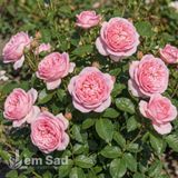 Троянда чайно-гібридна Вояж (Rosa Voyage) 50253 фото