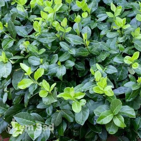 Бересклет Форчуна Хортс Блейз (Euonymus fortunei Hort's Blaze) 20179 фото