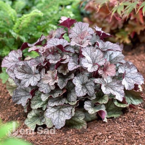 Гейхера Сильвер Скроллс (Heuchera &times; Silver Scrolls) 20270 фото