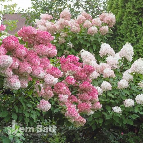 Гортензия метельчатая Vanille Fraise 20020 фото