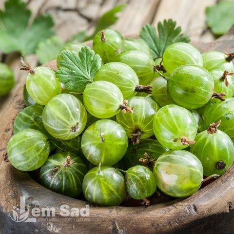 Аґрус Зеленоплідний (Ribes uva-crispa Zelenoplidnyi) 30177 фото
