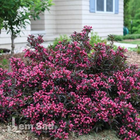 Вейгела цветущая Александра (Weigela florida Alexandra) 20229 фото