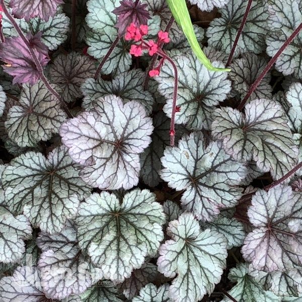 Гейхера Сильвер Скроллс (Heuchera &times; Silver Scrolls) 20270 фото