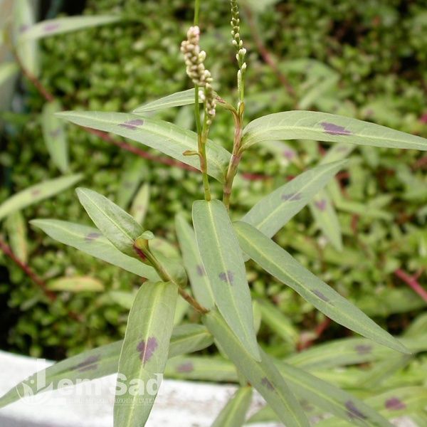Горец родственный (Persicaria affinis) 20335 фото