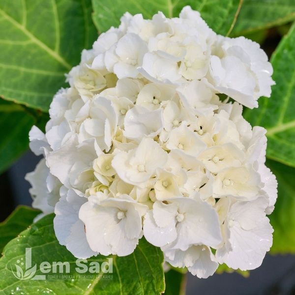Гортензія великолиста Саксон Брайт Вайт (Hydrangea macrophylla Saxon Bright White) 20369 фото