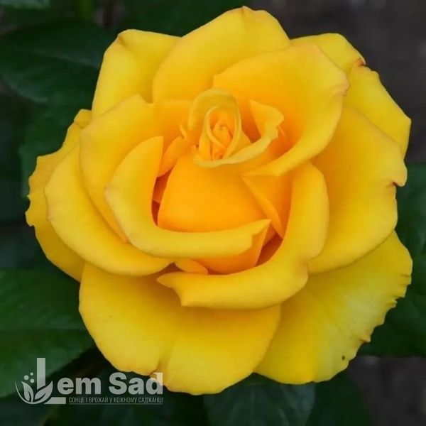 Роза чайно-гибридная Керио (Rosa Kerio) 50037 фото