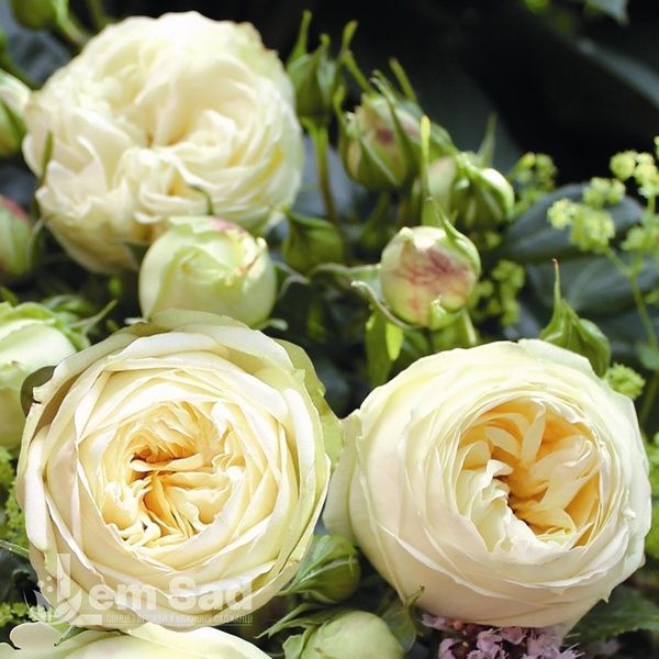 Роза чайно-гибридная Вединг Пиано (Rosa Wedding Piano) 50223 фото