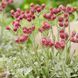 Антеннарія Алекс Дуґвід (Antennaria dioica Alex Duguid) 20116 фото 1