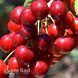 Черешня Свитхарт 10090 фото 1