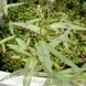 Горец родственный (Persicaria affinis) 20335 фото 2
