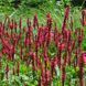 Горец родственный (Persicaria affinis) 20335 фото 1