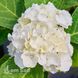 Гортензія великолиста Саксон Брайт Вайт (Hydrangea macrophylla Saxon Bright White) 20369 фото 2