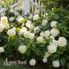 Гортензія великолиста Саксон Брайт Вайт (Hydrangea macrophylla Saxon Bright White) 20369 фото 1