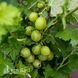 Крыжовник Зеленоплодный (Ribes uva-crispa Zelenoplidnyi) 30177 фото 2