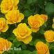 Роза чайно-гибридная Керио (Rosa Kerio) 50037 фото 2