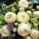 Роза чайно-гибридная Вединг Пиано (Rosa Wedding Piano) 50223 фото 2