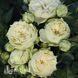 Роза чайно-гибридная Вединг Пиано (Rosa Wedding Piano) 50223 фото 1