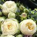 Роза чайно-гибридная Вединг Пиано (Rosa Wedding Piano) 50223 фото 3