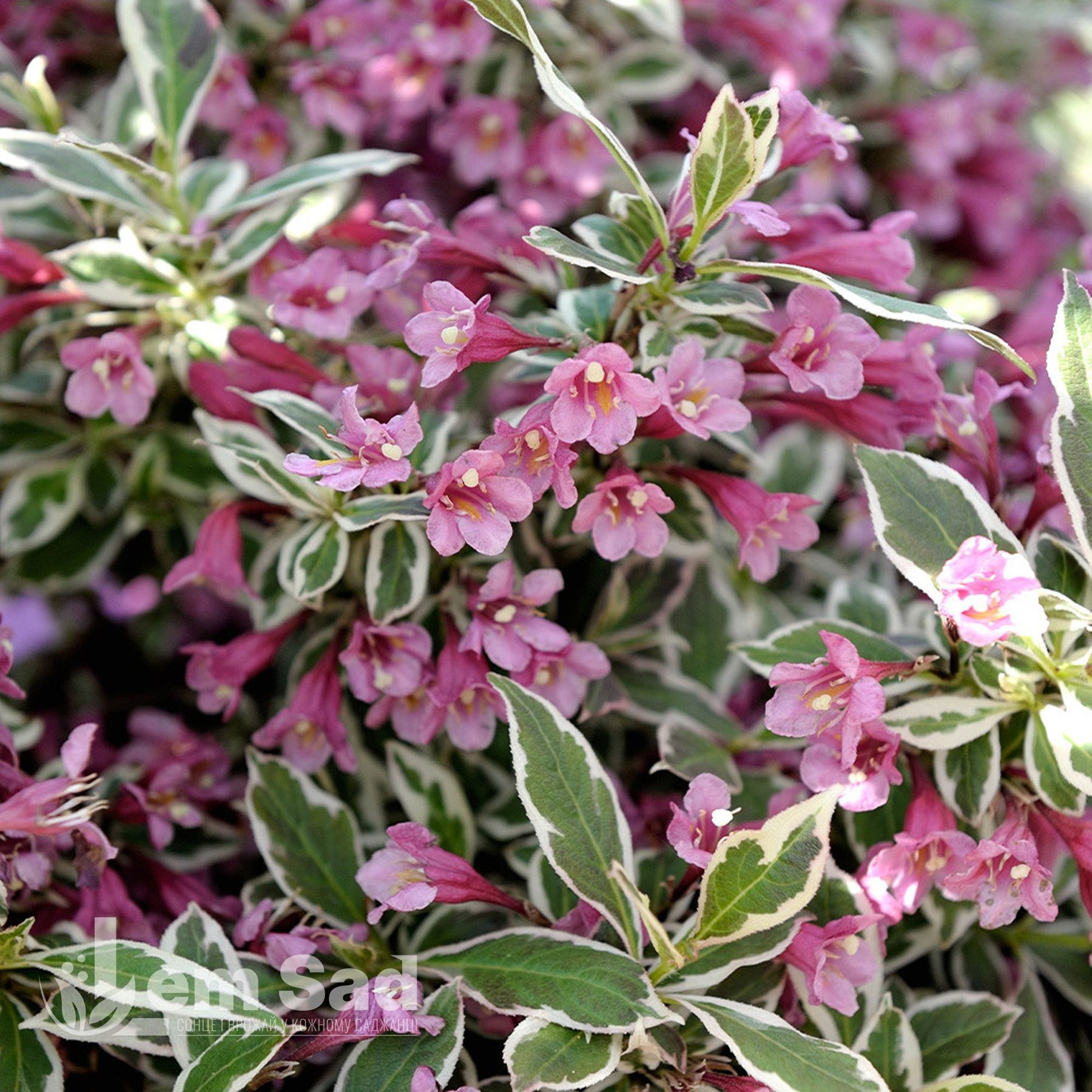 weigela-florida-all-summer-monet
