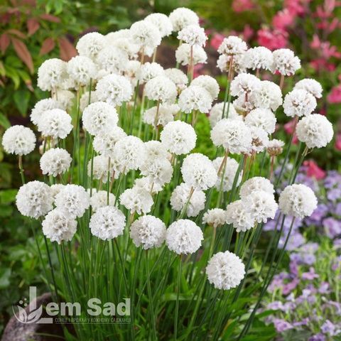 Армерия псевдоармерия Балерина Вайт (Armeria pseudarmeria Ballerina White) 20117 фото