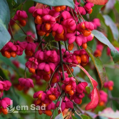 Бересклет європейський Ред Каскад (Euonymus europaeus Red Cascade) 20180 фото