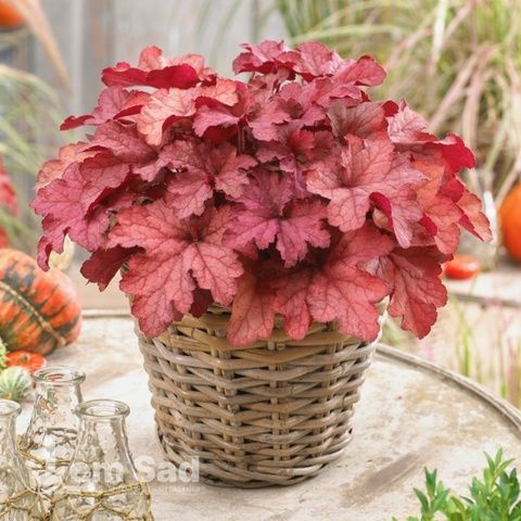 Гейхера Берри Смузи (Heuchera &times; hybrida Berry Smoothie) 20271 фото