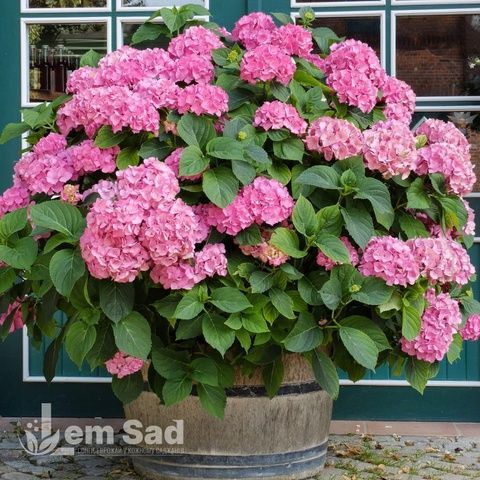 Гортензия крупнолистная Саксон Стайл Пинк (Hydrangea macrophylla Saxon Style Pink) 20370 фото
