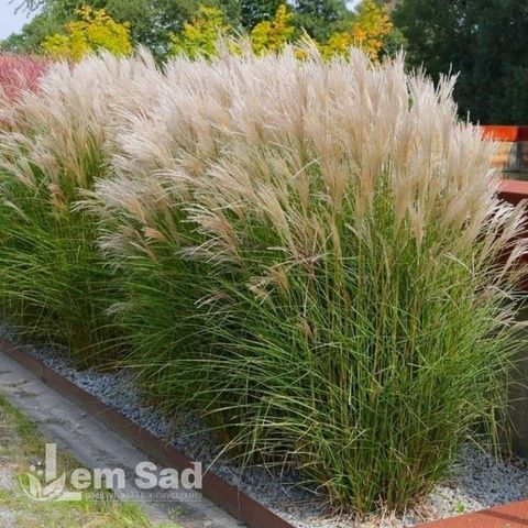Мискантус Адажио (Miscanthus sinensis Adagio) 20070 фото