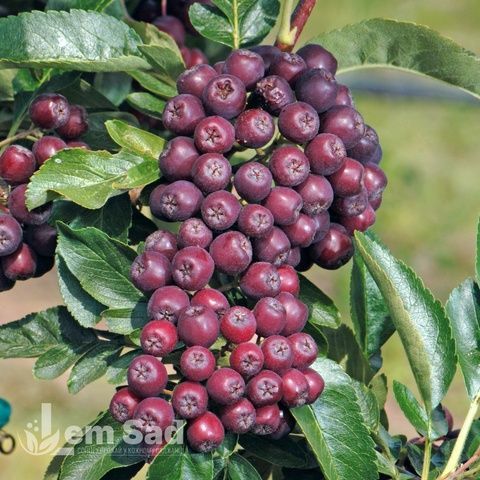 Рябина Бурка (Sorbus Burka) 20336 фото