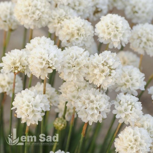 Армерія псевдоармерія Балерина Вайт (Armeria pseudarmeria Ballerina White) 20117 фото