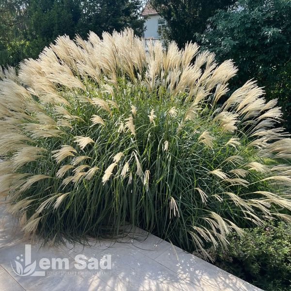 Міскантус Ададжіо (Miscanthus sinensis Adagio) 20070 фото