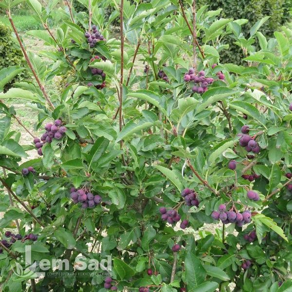 Горобина Бурка (Sorbus Burka) 20336 фото