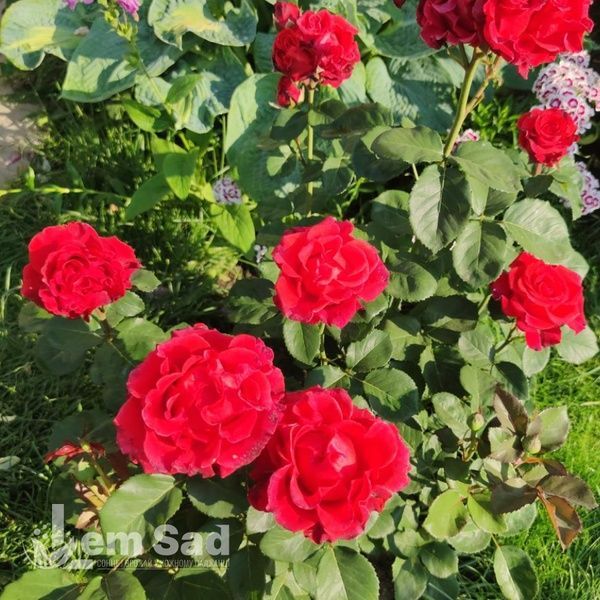 Троянда чайно-гібридна Ель Торо (Rosa El Toro) 50038 фото