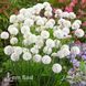 Армерія псевдоармерія Балерина Вайт (Armeria pseudarmeria Ballerina White) 20117 фото 1