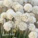 Армерія псевдоармерія Балерина Вайт (Armeria pseudarmeria Ballerina White) 20117 фото 2