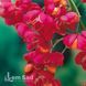 Бересклет європейський Ред Каскад (Euonymus europaeus Red Cascade) 20180 фото 2