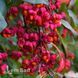 Бересклет європейський Ред Каскад (Euonymus europaeus Red Cascade) 20180 фото 1