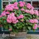 Гортензия крупнолистная Саксон Стайл Пинк (Hydrangea macrophylla Saxon Style Pink) 20370 фото 1