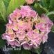 Гортензия крупнолистная Саксон Стайл Пинк (Hydrangea macrophylla Saxon Style Pink) 20370 фото 2