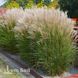 Міскантус Ададжіо (Miscanthus sinensis Adagio) 20070 фото 1