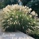 Міскантус Ададжіо (Miscanthus sinensis Adagio) 20070 фото 2