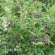 Горобина Бурка (Sorbus Burka) 20336 фото 2