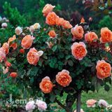 Роза чайно-гибридная Кахала (Rosa Kahala) 50256 фото