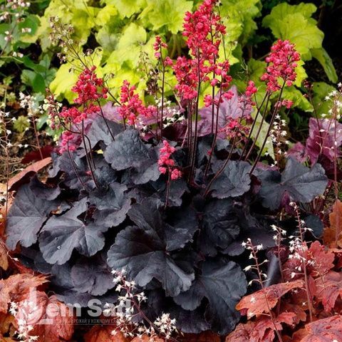 Гейхера Блэк Форест Кейк (Heuchera Black Forest Cake) 20272 фото