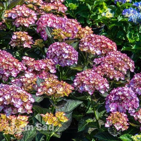 Гортензия крупнолистная Адула (Hydrangea macrophylla Adula) 20337 фото