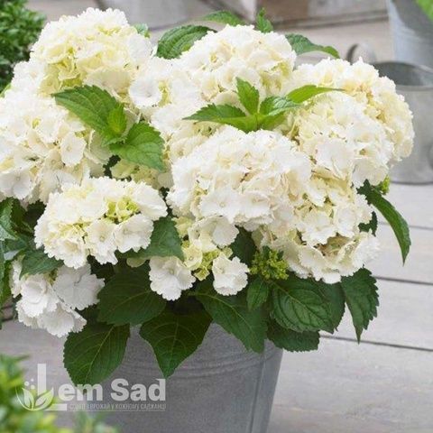 Гортензия крупнолистная Шакира (Hydrangea macrophylla Shakira) 20371 фото