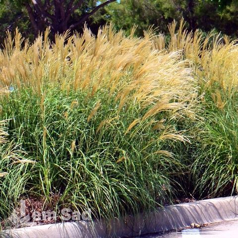 Мискантус Грацилимус (Miscanthus sinensis Gracillimus) 20071 фото