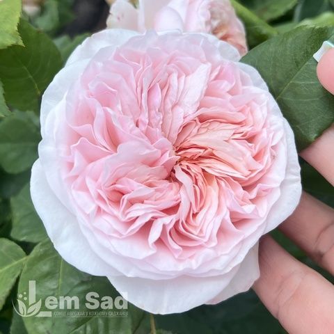 Роза английская Клэр Роуз (Rosa Claire Rose) 50014 фото