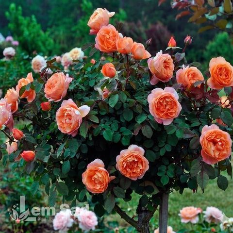 Роза чайно-гибридная Кахала (Rosa Kahala) 50256 фото